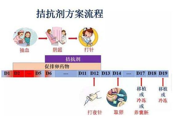 拮抗剂方案整体流程