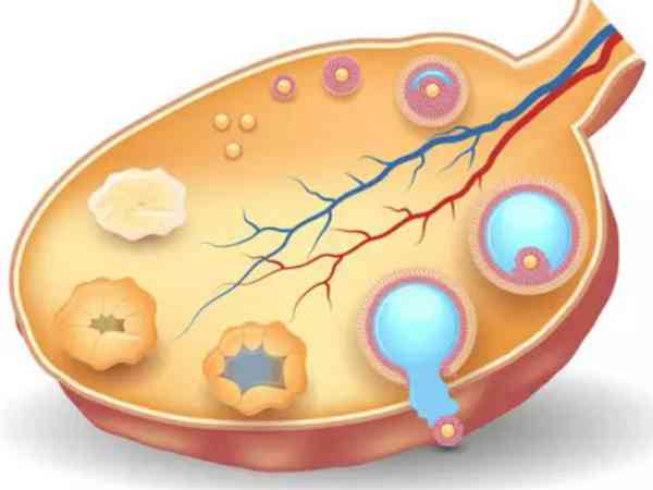 空卵泡做试管婴儿成功率真不高，提前改善或能收货好孕