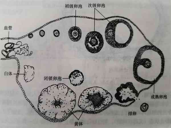 基础卵泡24个用长方案还是短方案？这篇文章真相了