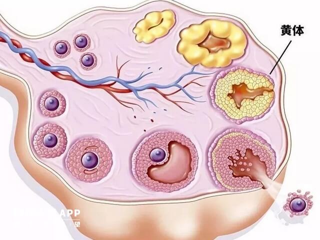 黄体期促排具有用药灵活的好处